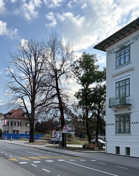 Drevesa pri Upravni enoti Radovljica