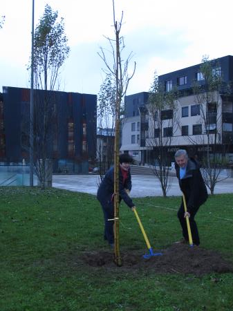 Zasaditev rožnatega drevesa